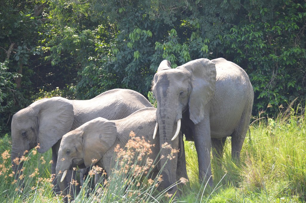 Murchison falls elephants