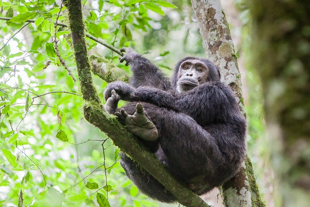 Male chimp in Kibale