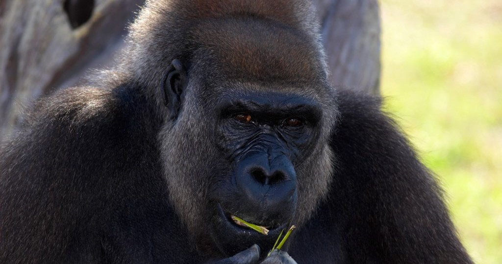 Gorilla Tracking Holidays in Uganda