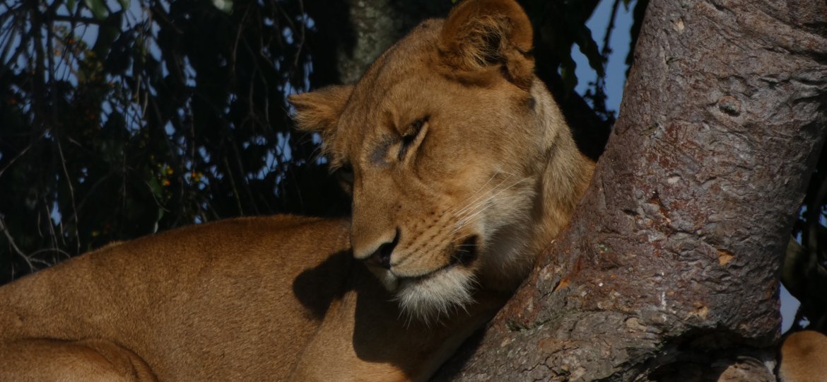 Tree climbing Lions in Uganda's Queen Elizabeth National Park